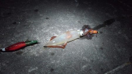 ライトエギング