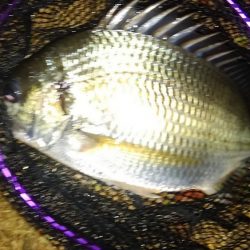 ベイトdeチニング!