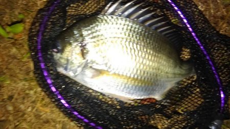 ベイトdeチニング!