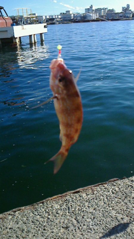 ボウズに近い釣果;;