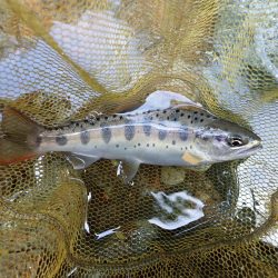 揖保川渓流釣り