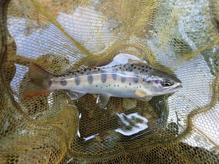 揖保川渓流釣り