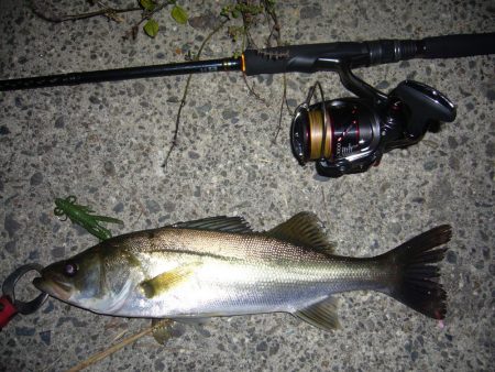 チニングの外道