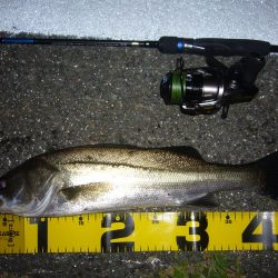 チニングの外道