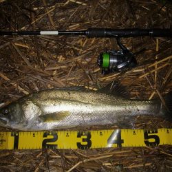 雨上がりのシーバス狙い