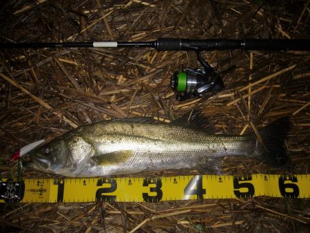 雨上がりのシーバス狙い