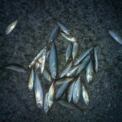 小アジにウルメイワシ！