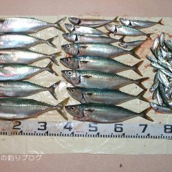 大サバフィーバー!!