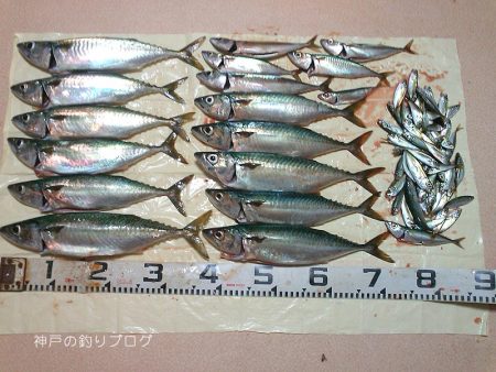 大サバフィーバー!!