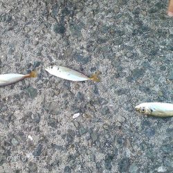 3歳とサビキ釣り