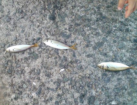 3歳とサビキ釣り