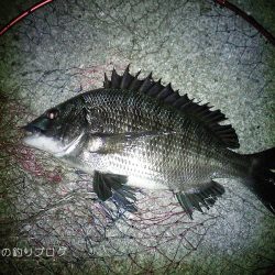 涼しい半夜でチヌ&グレ!