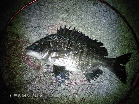 涼しい半夜でチヌ＆グレ！