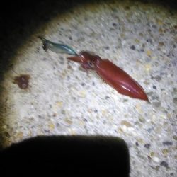 ケンサキイカ初ゲット