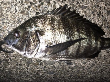 ライトゲームでクロダイ、カサゴ