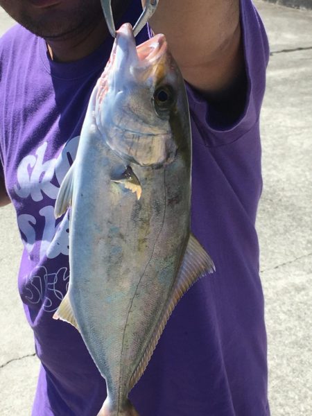 初マイクロワインドで初の青物！！