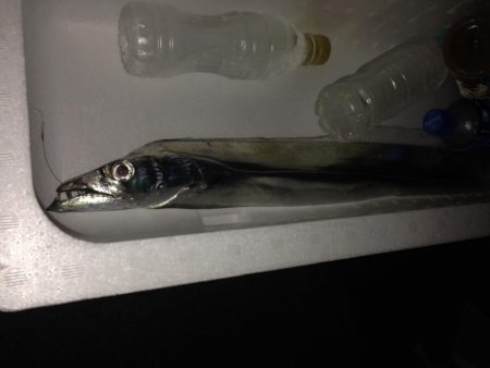 焼津港　太刀魚、カサゴ、アジ、サバ