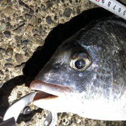 キビレ、キス、セイゴ、ハゼなど