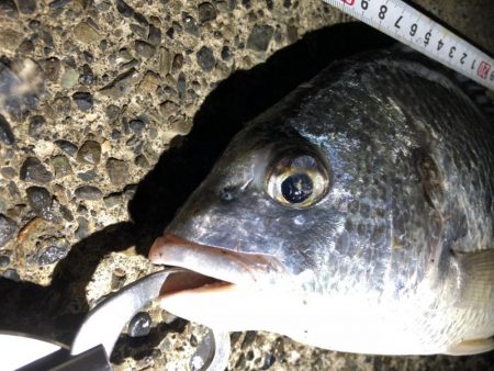 キビレ、キス、セイゴ、ハゼなど