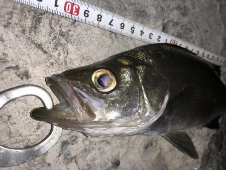 セイゴ、カサゴ、ハゼは好調