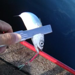 鳴尾浜臨界公園でライトジギング