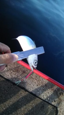 鳴尾浜臨界公園でライトジギング