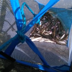 知内川河口付近で小鮎釣り