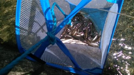 知内川河口付近で小鮎釣り