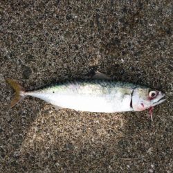 今日は子どもと一緒に