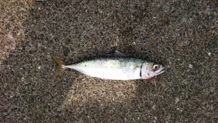 今日は子どもと一緒に