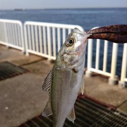 久々のシーバス