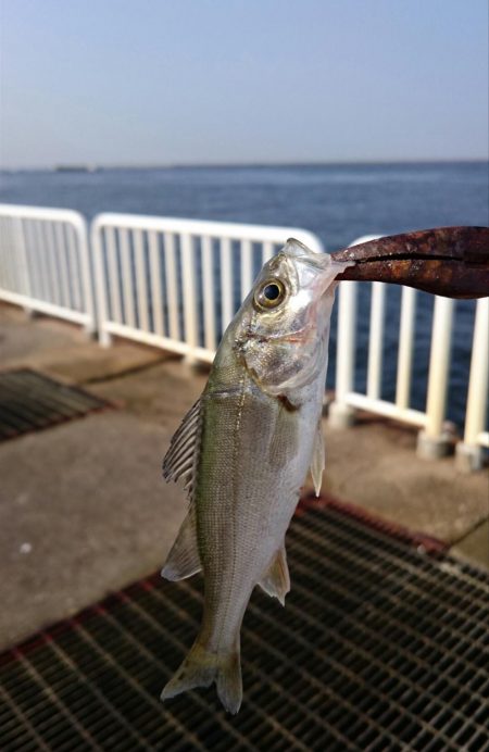 久々のシーバス