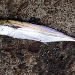 サゴシ・アジ・ボラ