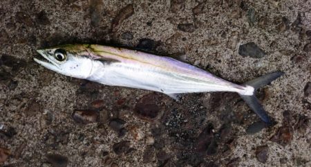 サゴシ・アジ・ボラ