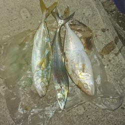 神戸空港でショアジギ