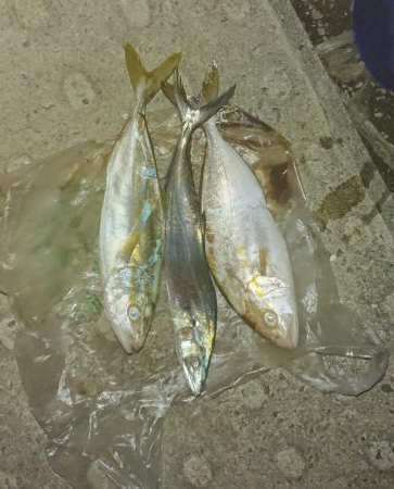 神戸空港でショアジギ