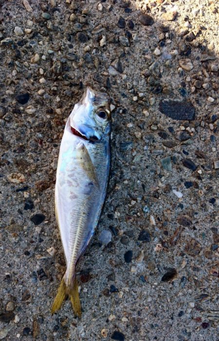 アジ◯  タチウオ×