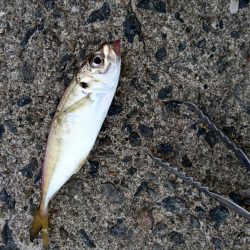 アジは好調継続中