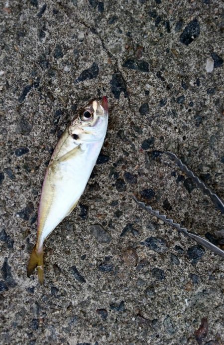 アジは好調継続中