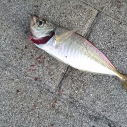 癒しのアジとタチウオ調査