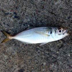 今日は癒しのアジ