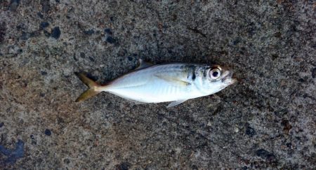 今日は癒しのアジ