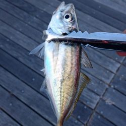 大阪市内タチウオ調査&アジング