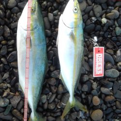 ハタって案外良い引きするんだ