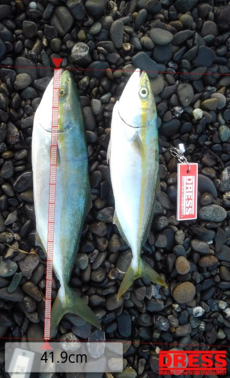 ハタって案外良い引きするんだ