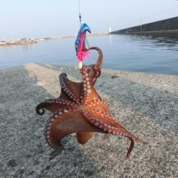 7目達成（タコ含む）