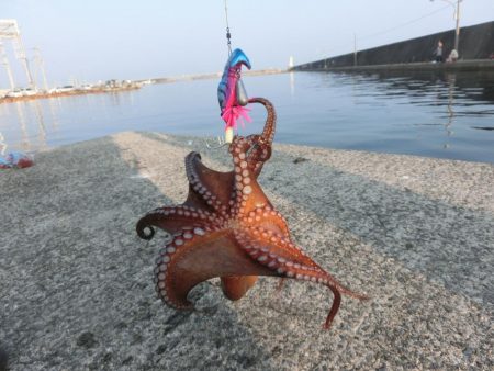 7目達成（タコ含む）