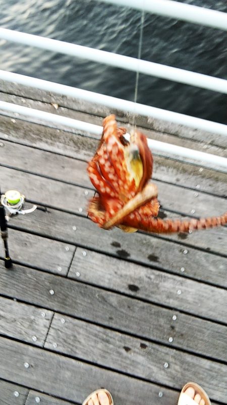 タコ1匹、ガシラ1匹