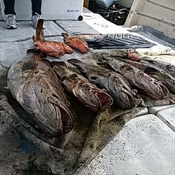 大物釣果速報！●光義丸：平戸市早福港