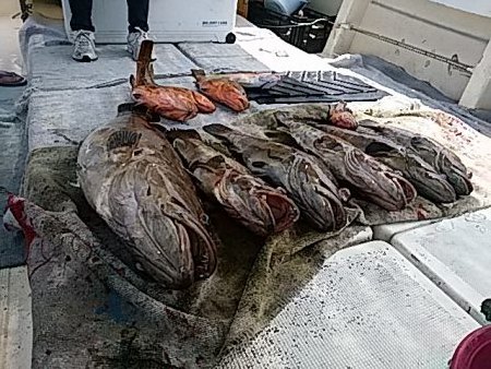 大物釣果速報！●光義丸：平戸市早福港